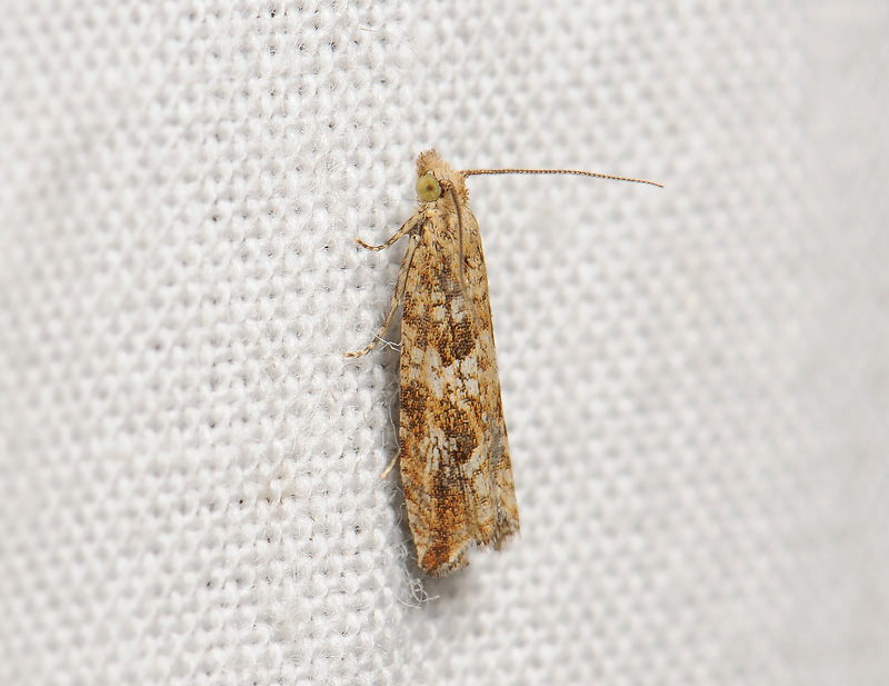 1343   Bactra furfurana  030.jpg