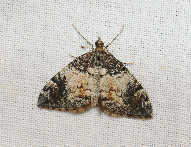 2377   Dysstroma latefasciata  033.jpg