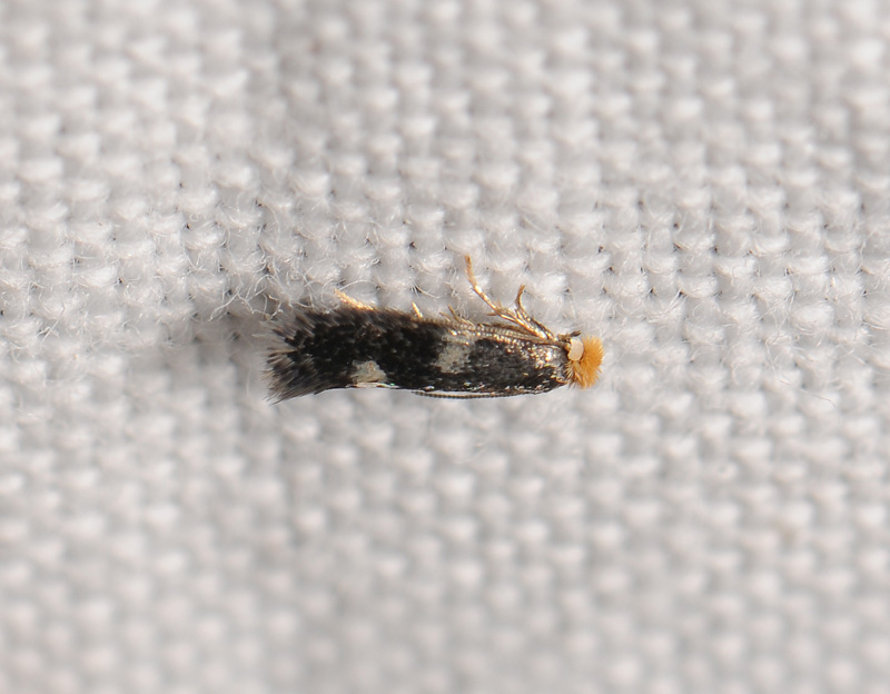 0103   Ectoedemia weaveri  037.jpg