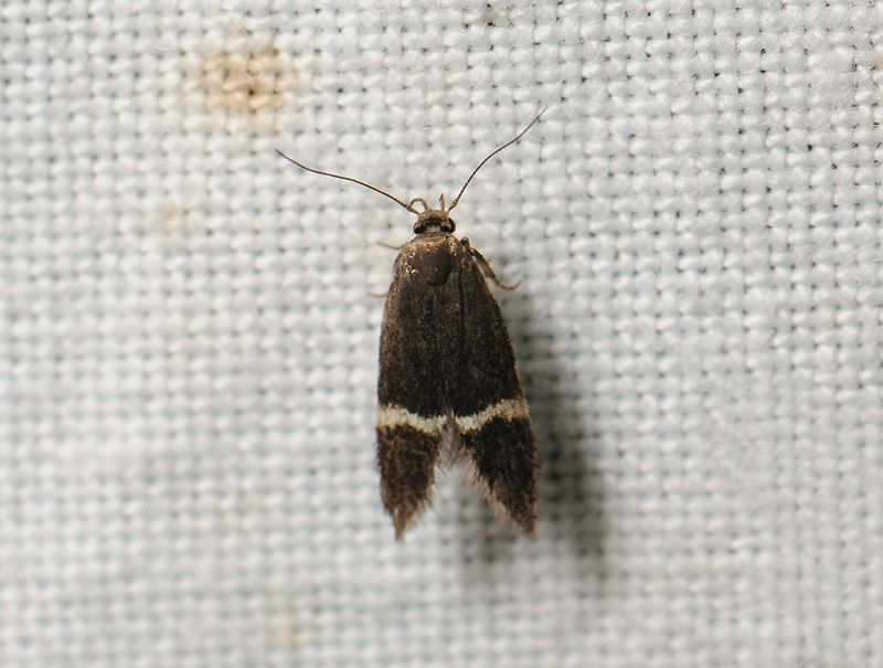 1090   Syncopacma sp  038.jpg