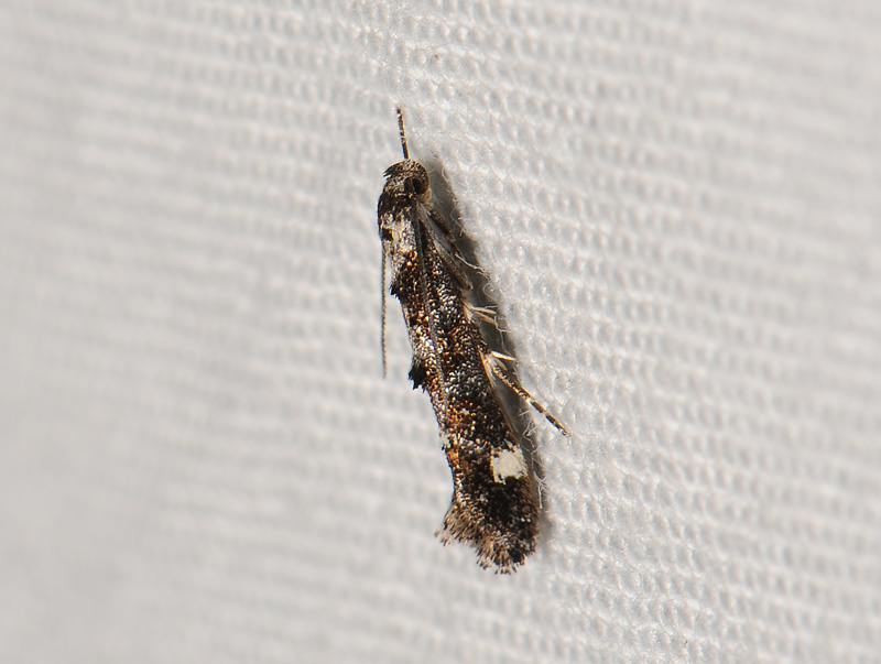 0878   Mompha conturbatella  083.jpg