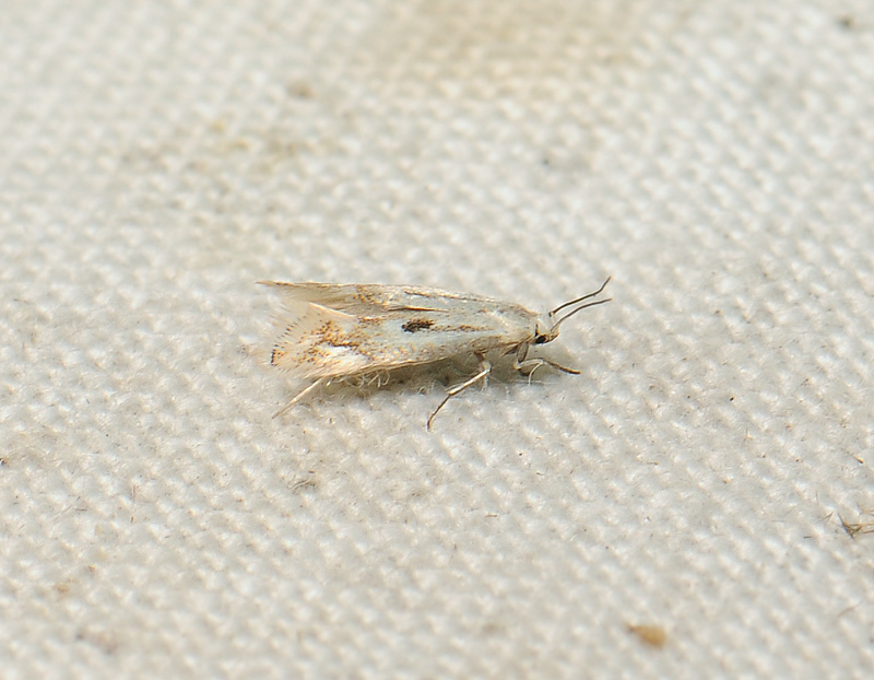 0617   Elachista albidella  093.jpg