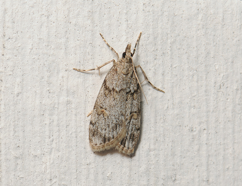1790   Scoparia ancipitella  098.jpg