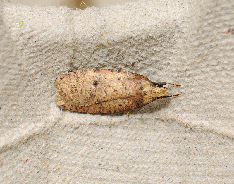 0572   Agonopterix angelicella  117.jpg
