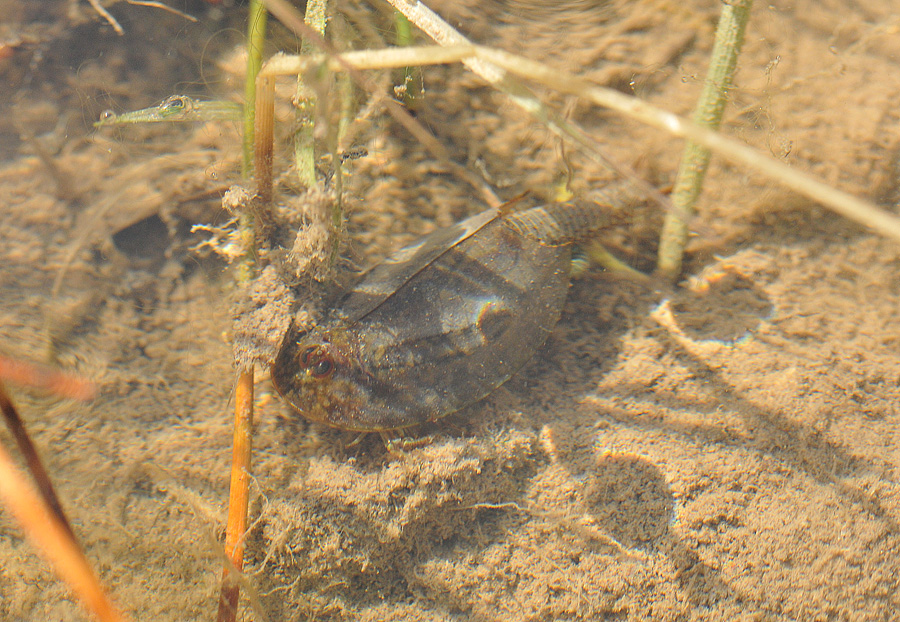Triops cancriformis  024.jpg