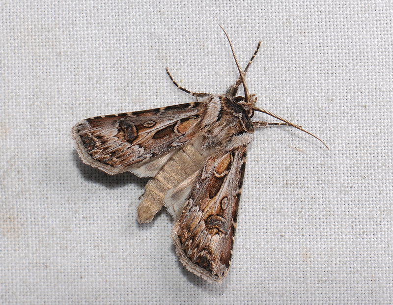 2980   Agrotis vestigialis  141.jpg