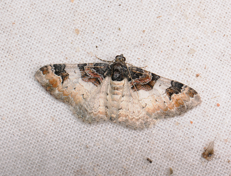 2343   Catarhoe cuculata  183.jpg
