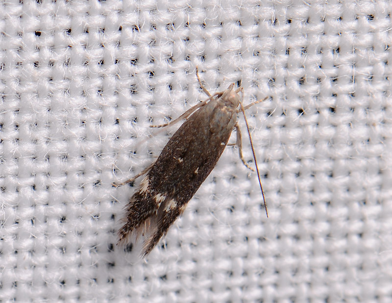 1096   Aproaerema anthyllidella  277.jpg