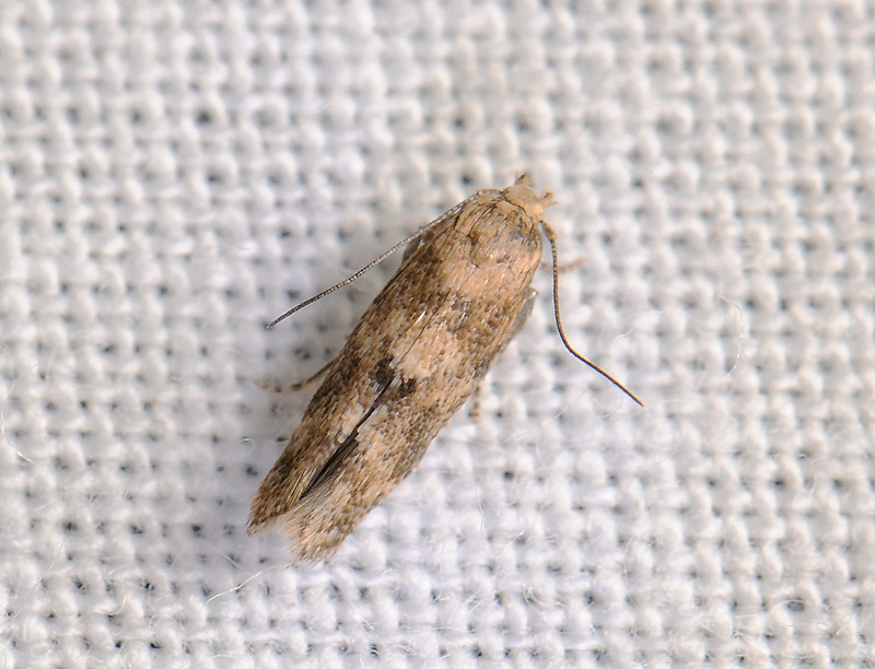 0885   Mompha epilobiella  045.jpg