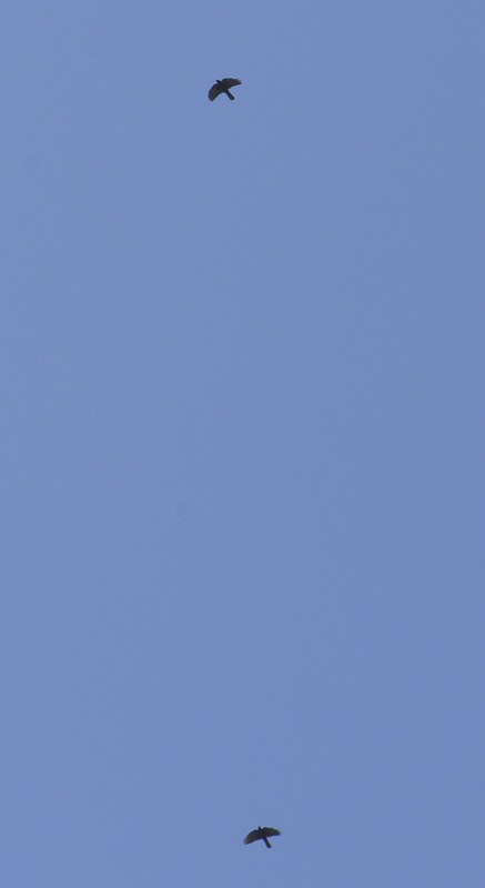 160.jpg