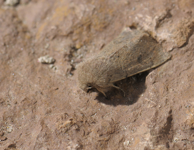 2736   Orthosia cruda  016.jpg