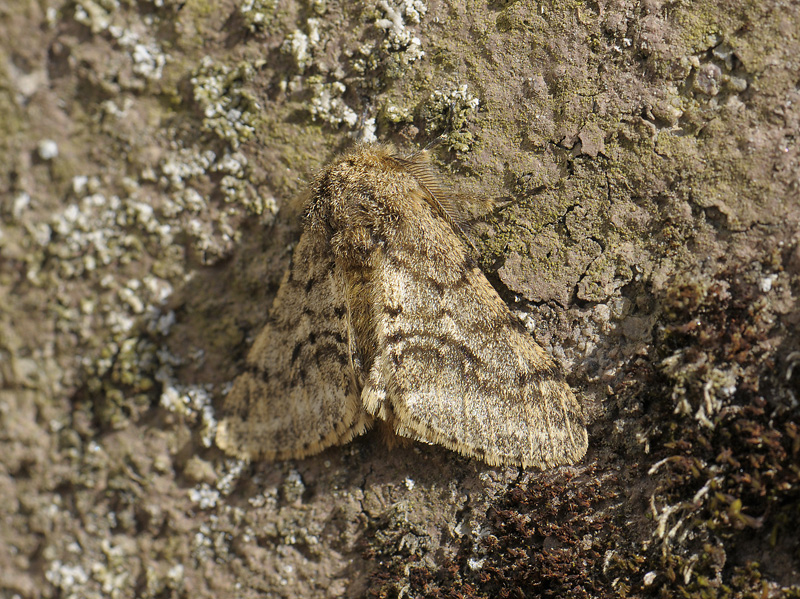 2221   Lycia hirtaria  035.jpg