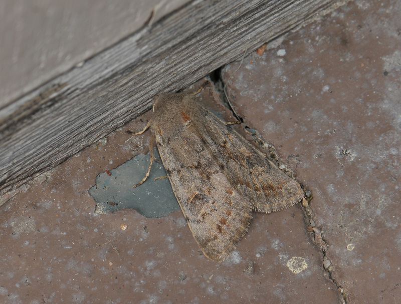 2737   Orthosia populeti  138.jpg