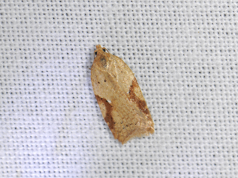 1261   Acleris ferrugana  073.jpg