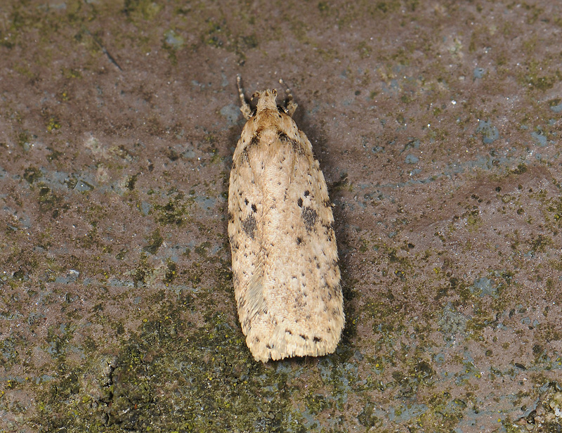 0575   Agonopterix arenella  066.jpg