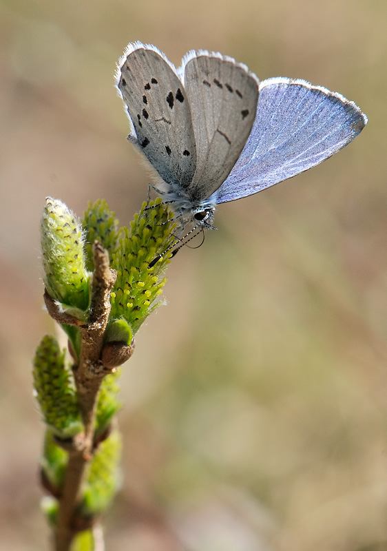 2056   Celastrina argiolus  042.jpg