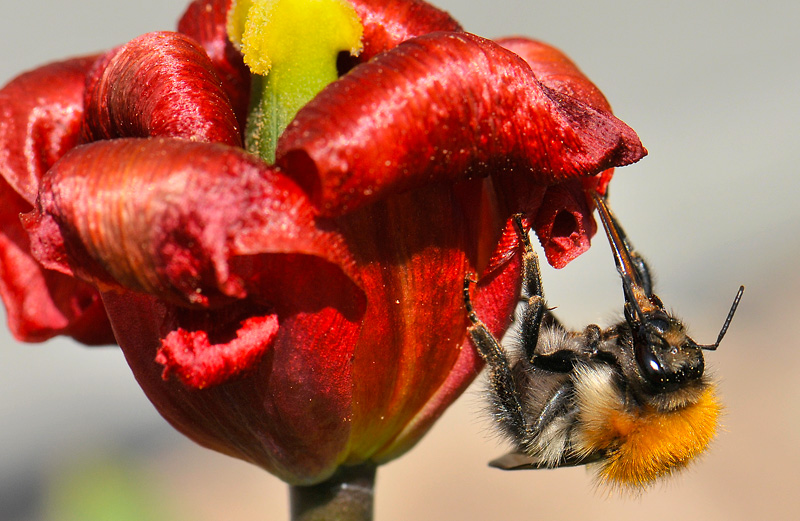 bee  126.jpg