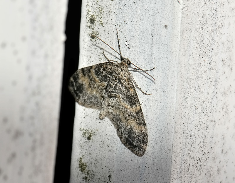 2508   Lobophora halterata  063.jpg