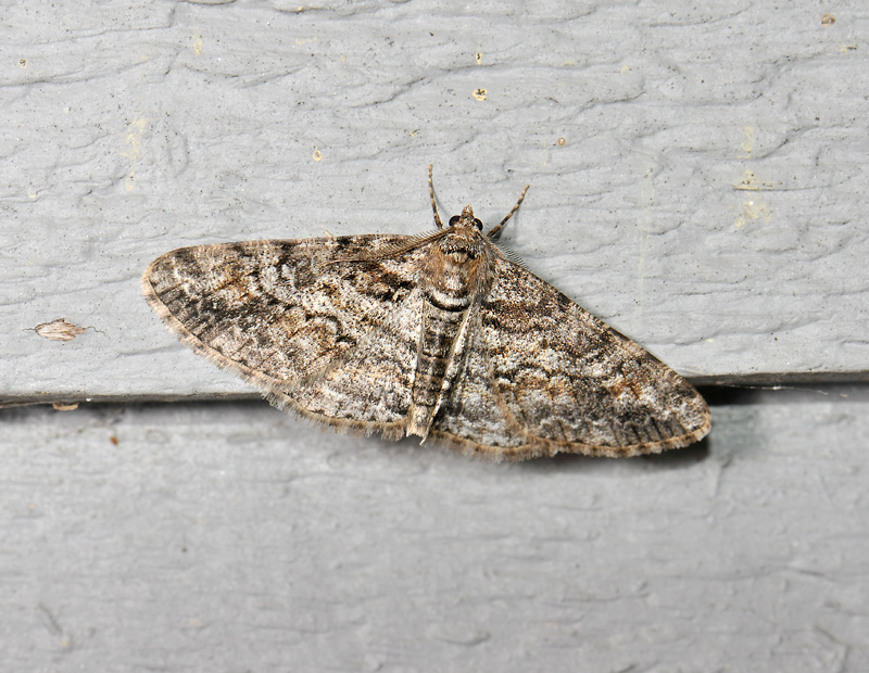 2234   Cleora cinctaria  066.jpg