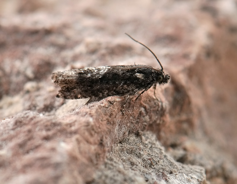 1588   Pammene giganteana  072.jpg