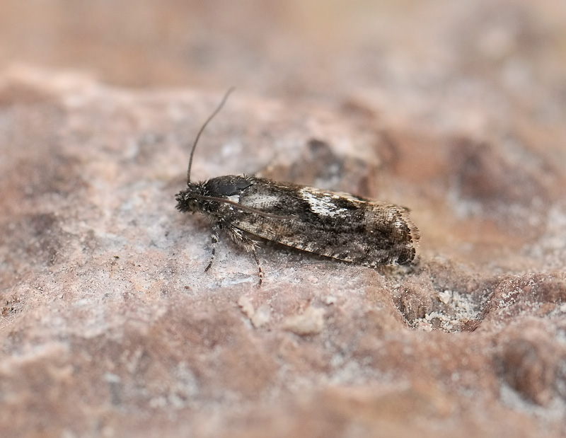 1588   Pammene giganteana  116.jpg