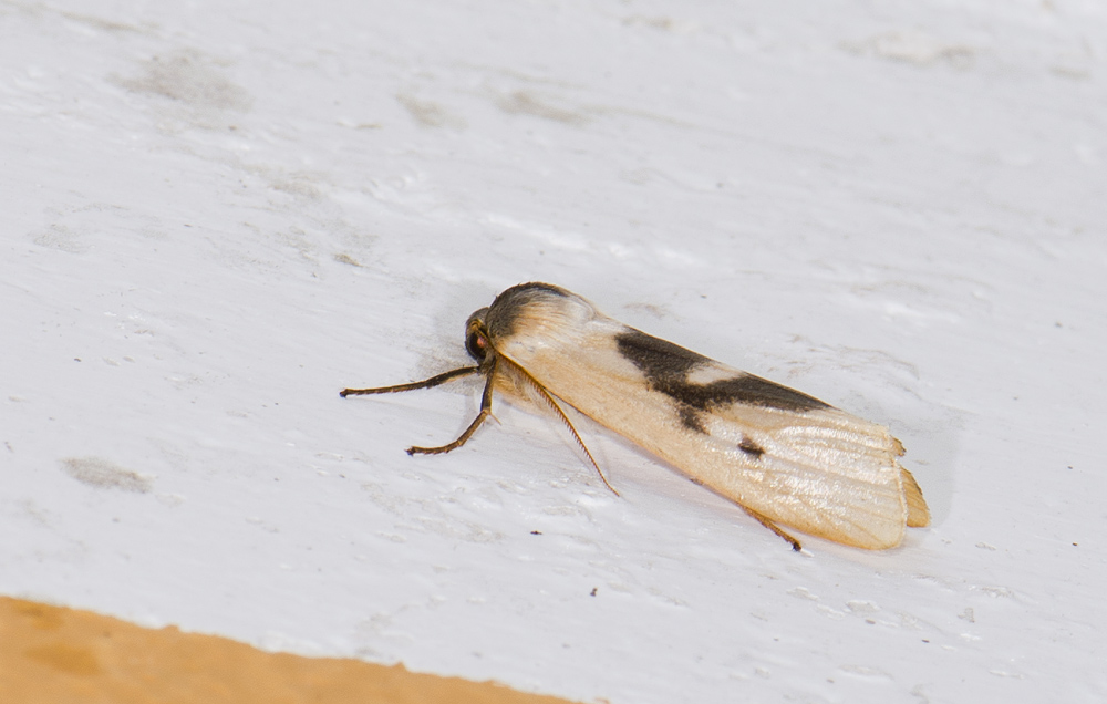 Erebidae; Arctiinae; Lithosiini; Agylla boliviensis?  9494.jpg