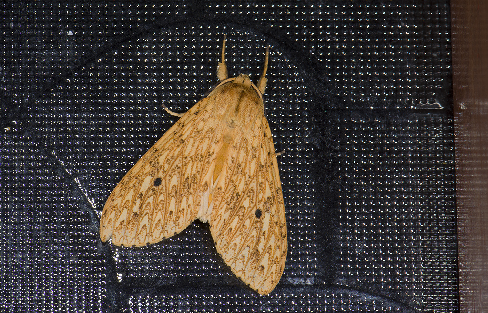 Erebidae; ?  9549.jpg