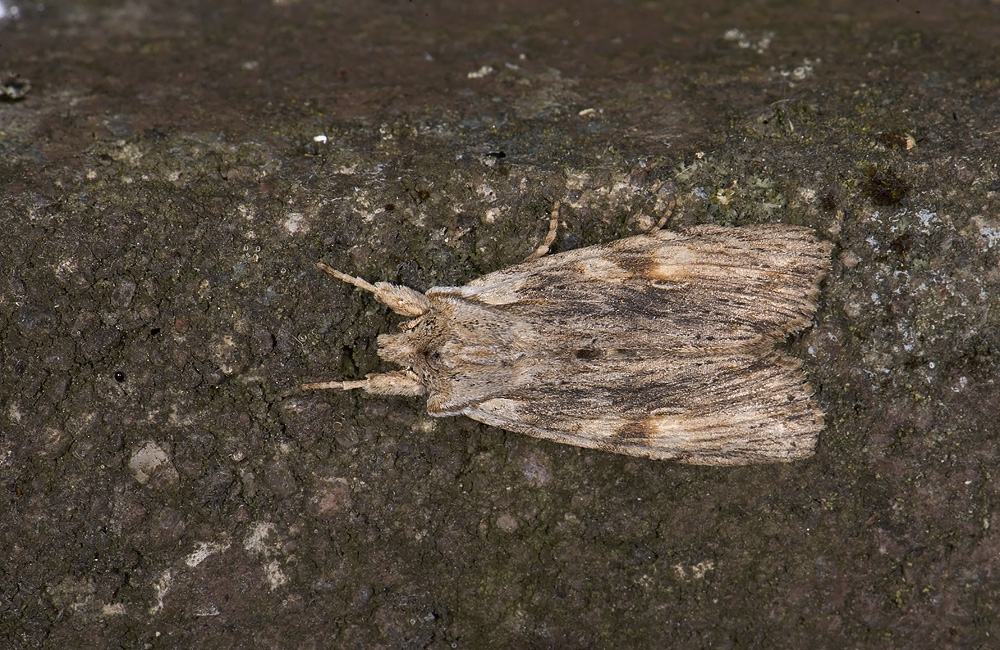 2768  Lithophane socia   3464.jpg