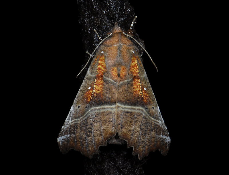 2623   Scoliopteryx libatrix  0400.jpg