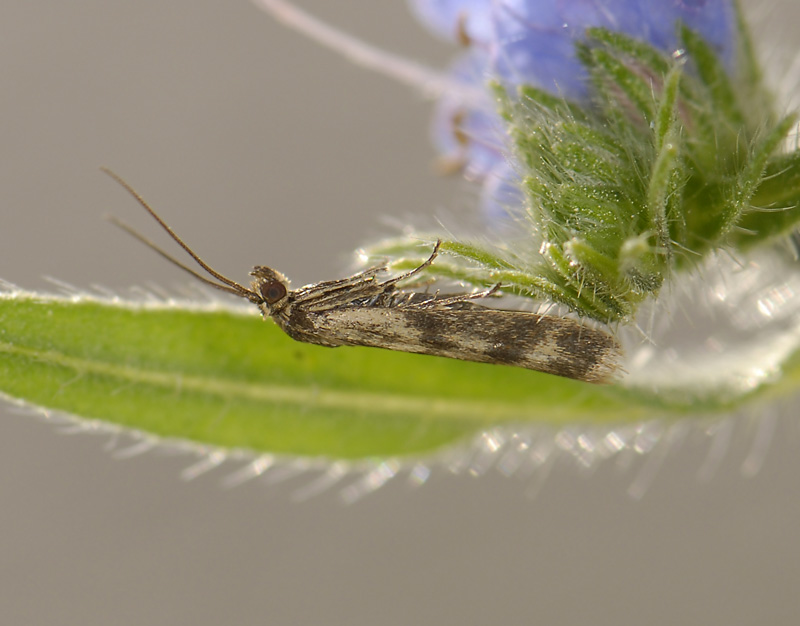 1769   Homeosoma sinuella  8627.jpg