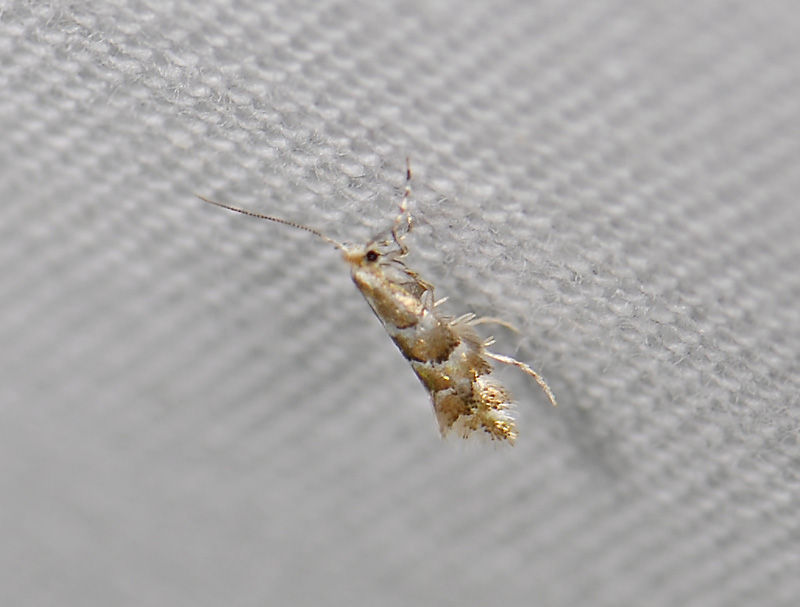 0380   Phyllonorycter emberizaepenella  8655.jpg