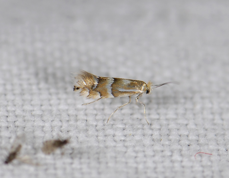 0379   Phyllonorycter ulmifoliella  8691.jpg