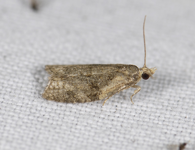 1302   Capua vulgana  8698.jpg