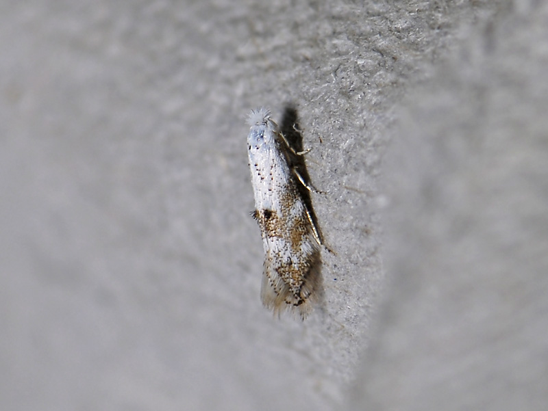 0300   Bucculatrix frangutella  8727.jpg