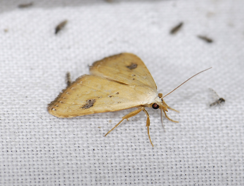 2631   Rivula sericealis  8747.jpg