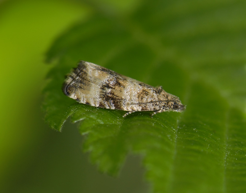 1386   Celypha rurestrana  1244.jpg
