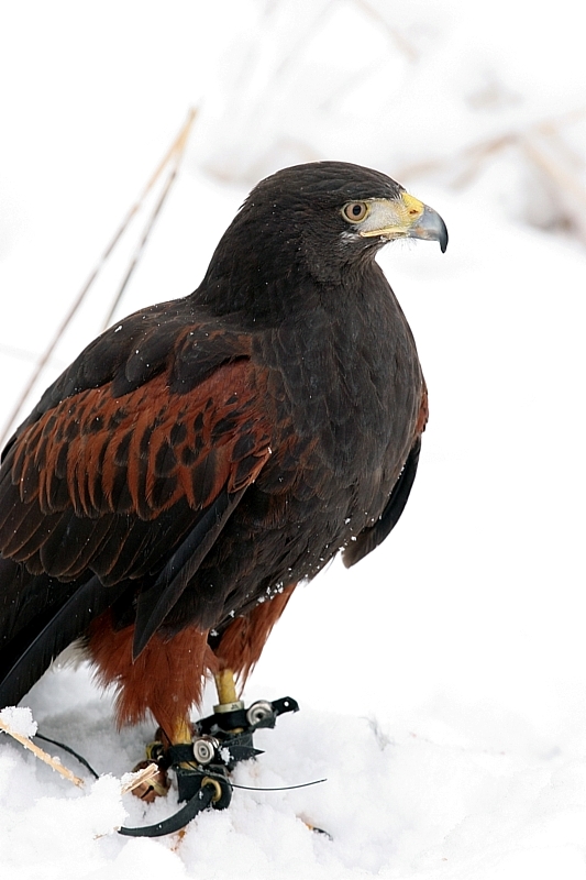 Mira an adult female Harris hawk