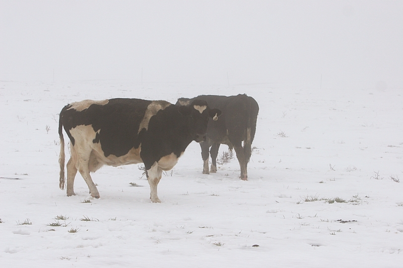 Thick as pea soup