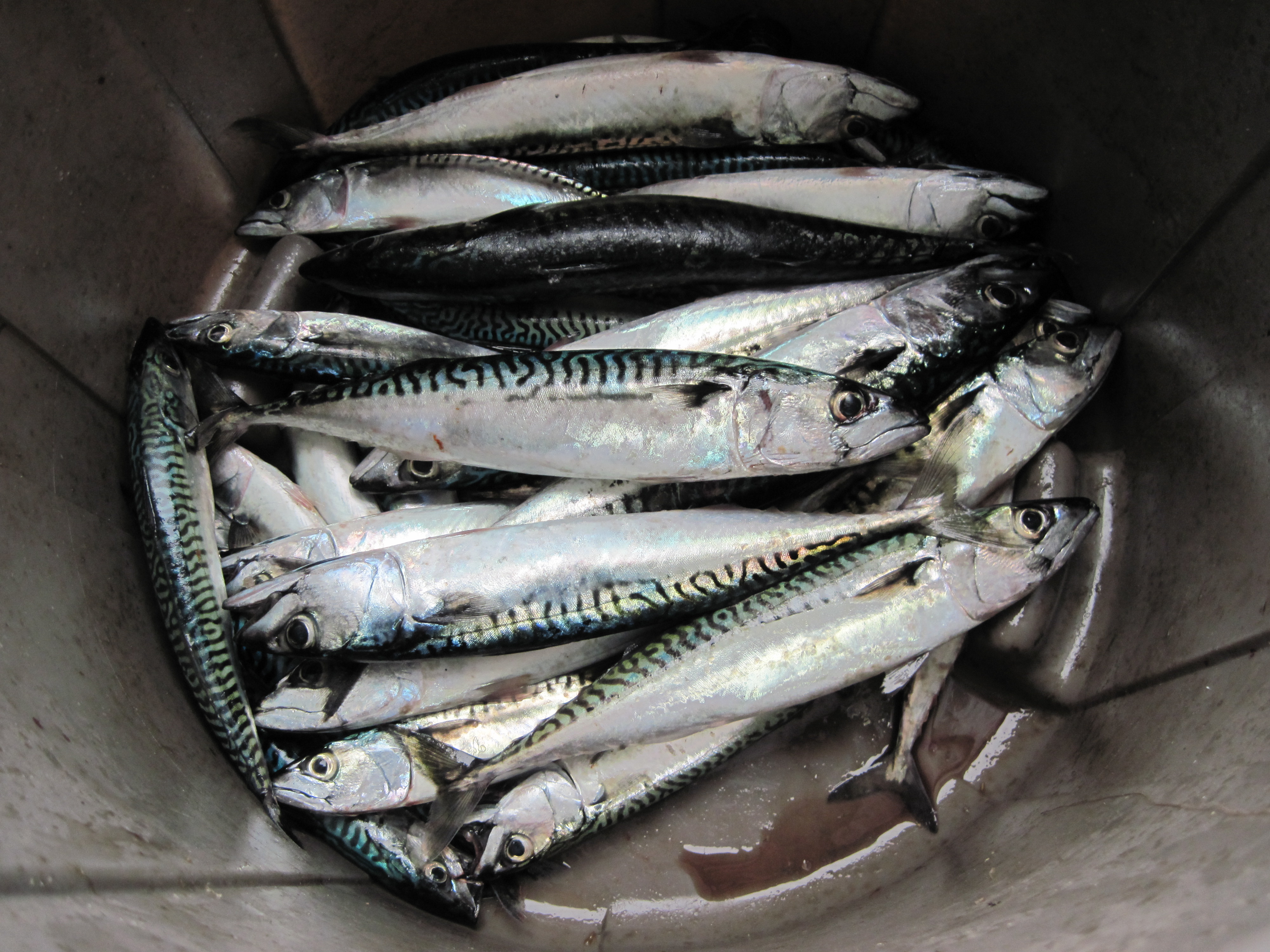 Mackerel #2561