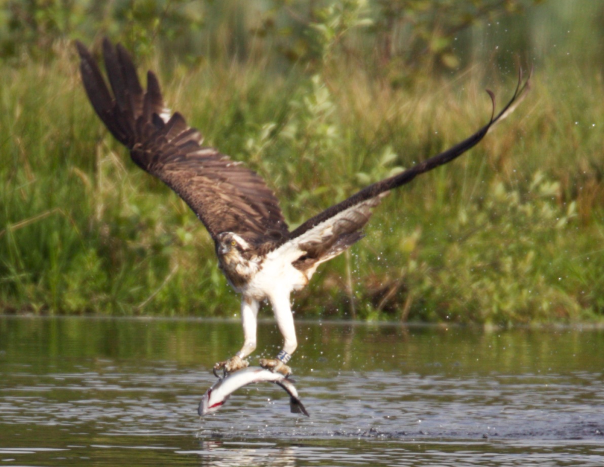 Osprey fishing