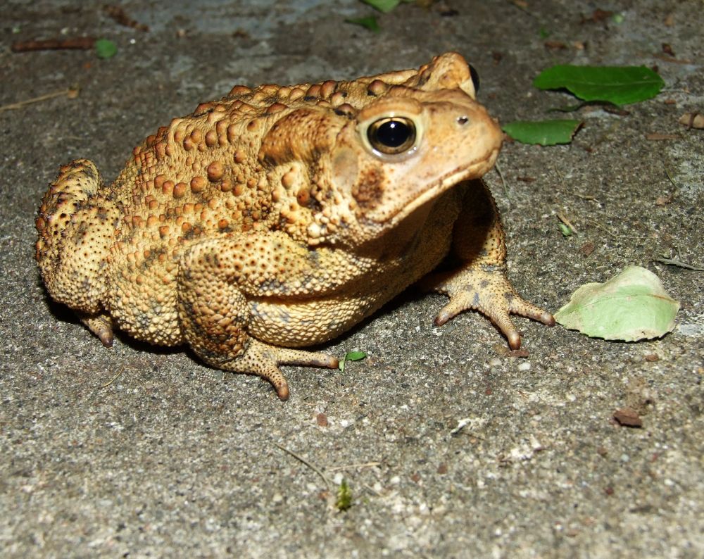 bumpy toad we see almost every night after dark