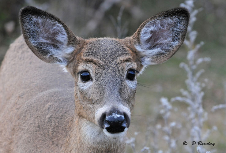 White-tailed deer (juv)