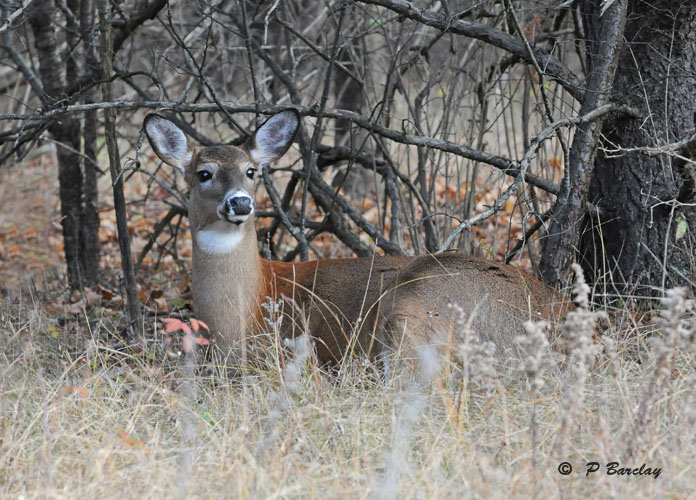 White-tailed deer (f)