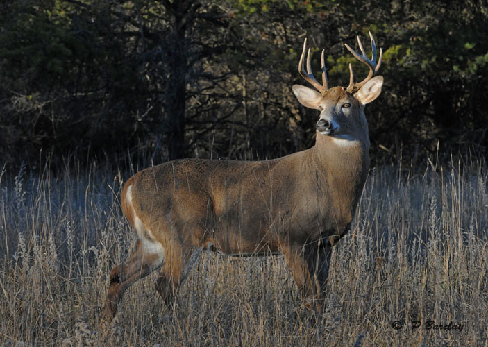 White-tailed deer (m)