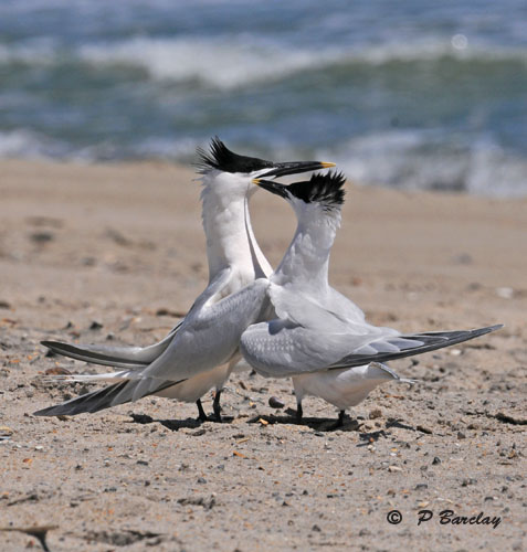 Sandwich terns