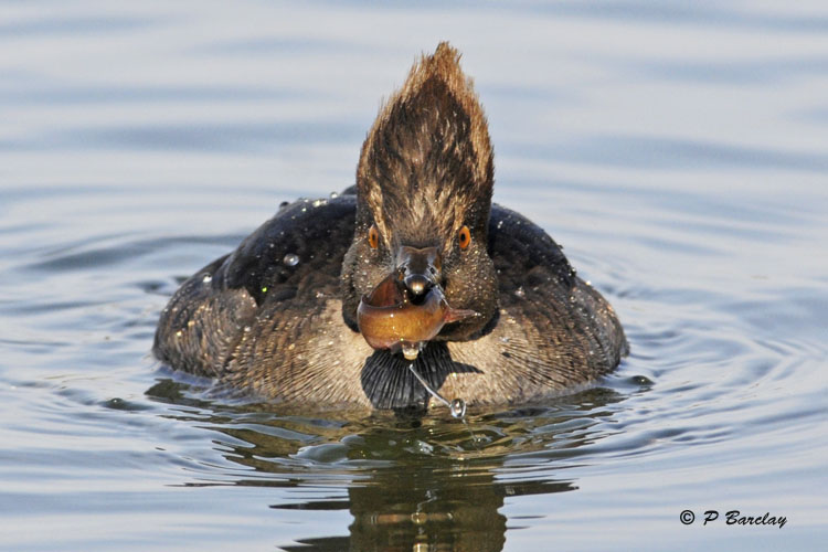 Hooded Merganser