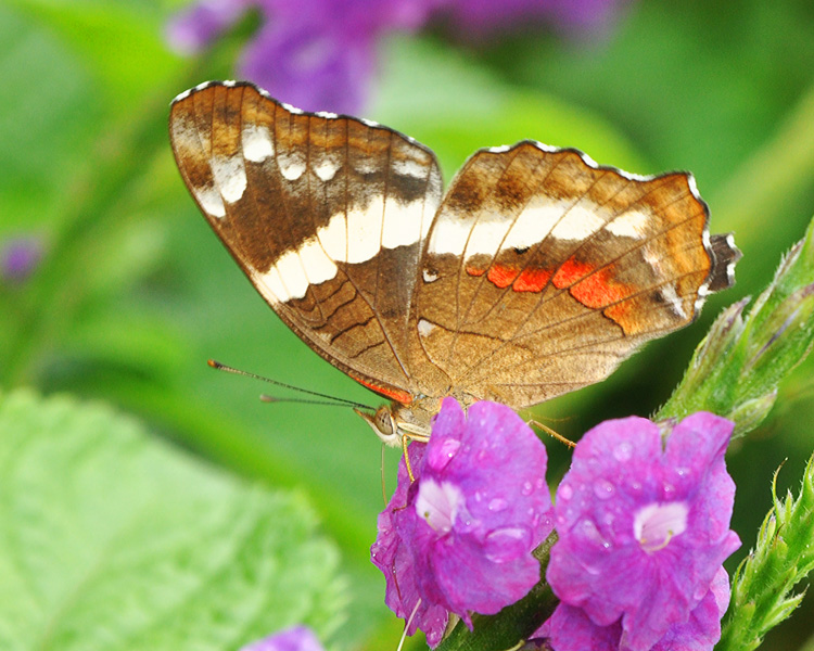 BANDED PEACOCK