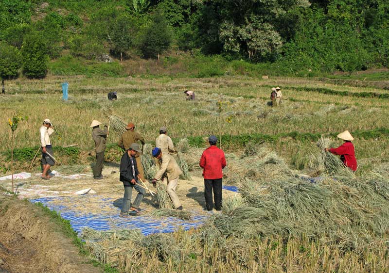 Rice harvest