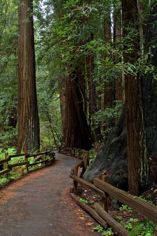 Redwood grove