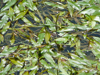 pond-plant1.jpg